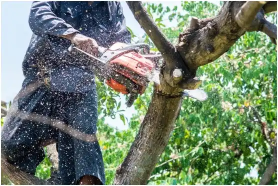 tree services Fountain Hill